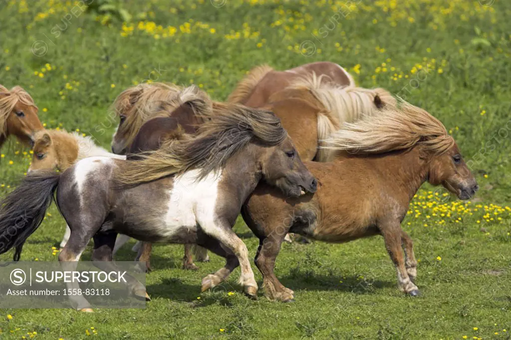 Meadow, herd, Shetland ponies, running   Nature, pasture, animals, mammals, Un, farm animals, mounts, horses, horse race, small horses, Shetlandponys,...