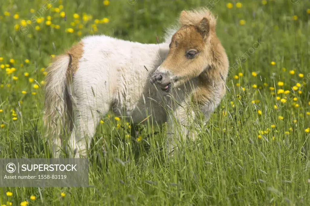 Meadow, Shetland pony, foals   Nature, pasture, animal, mammal, Un, usefulness animal, mount, horse, horse race, small horse, Shetlandpony, young,  cu...