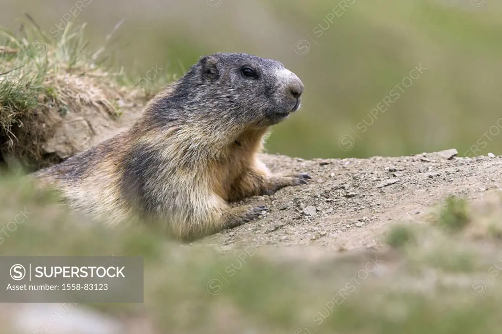 Meadow, alpine marmot, Marmota  marmota, attention  Series, nature, fauna, wild animal, wildlife, Wildlife, animal, mammal, rodent, Nager, croissants,...