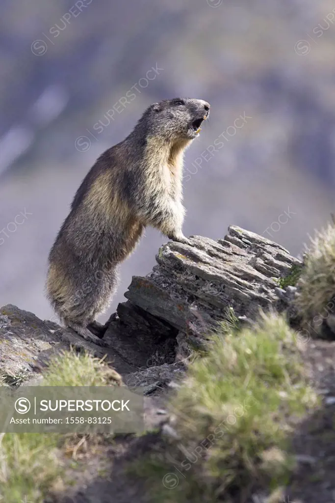 Rocks, alpine marmot, Marmota  marmota, attention  Series, nature, fauna, wild animal, wildlife, Wildlife, animal, mammal, rodent, Nager, croissants, ...