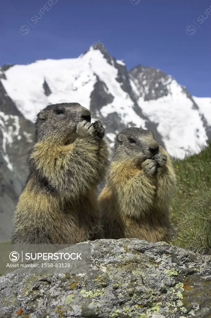 Rocks, alpine marmots, Marmota  marmota, portrait, background, mountains  Series, nature, fauna, animal portrait, wild animals, wildlife, Wildlife, an...