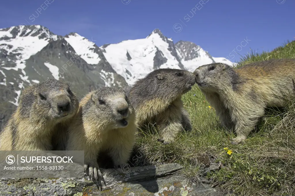 Rocks, alpine marmots, Marmota  marmota, portrait, background, mountains  Series, nature, fauna, animal portrait, wild animals, wildlife, Wildlife, an...