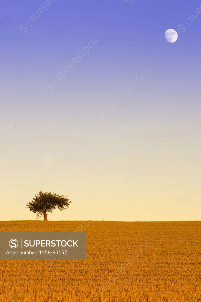 Field, tree, heaven, moon,  Dusk  Series, nature, landscape, deciduous tree, solitaire tree, grain field, late summer, autumnal, concept, wideness, di...
