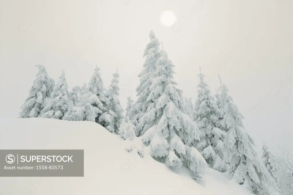 Winter landscape, trees, snow-covered   Series, nature, vegetation, landscape, forest edge, forest, winter forest, conifers, wintry, snow surface, unt...