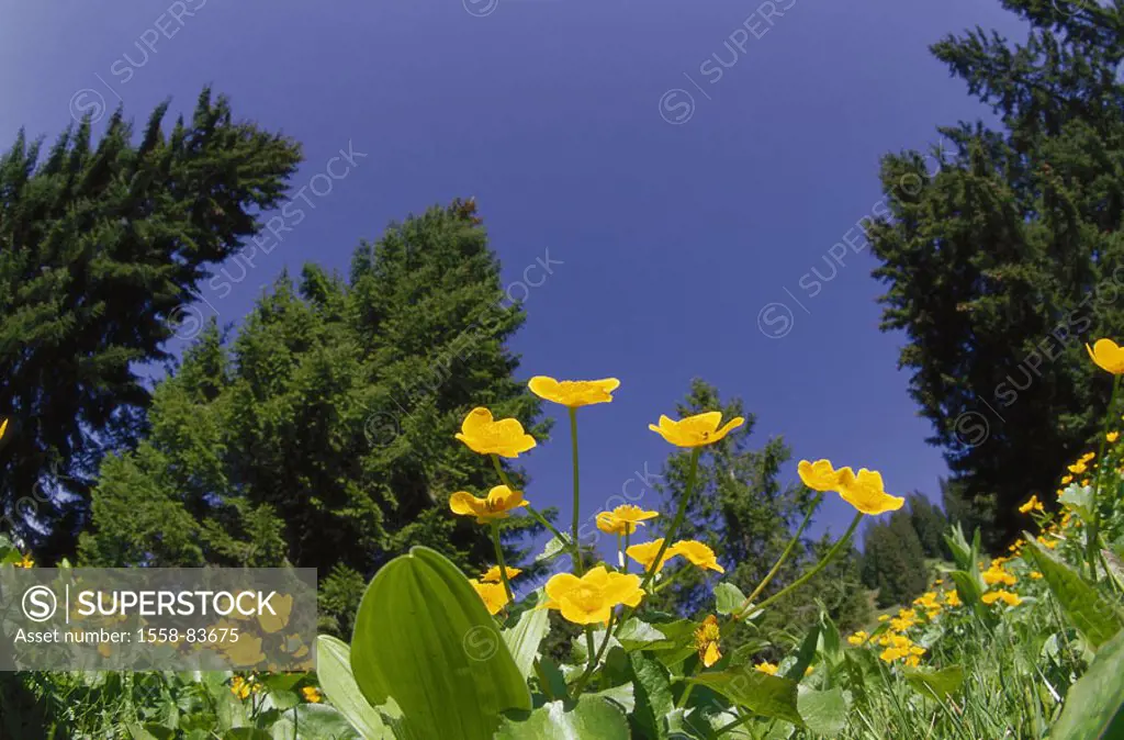 Forest edge, meadow, cowslips,   Caltha palustris, blooms  Forest, conifers, meadow, plants, flowers, Buttercup, crowfoot plants, Ranunculceae, vegeta...