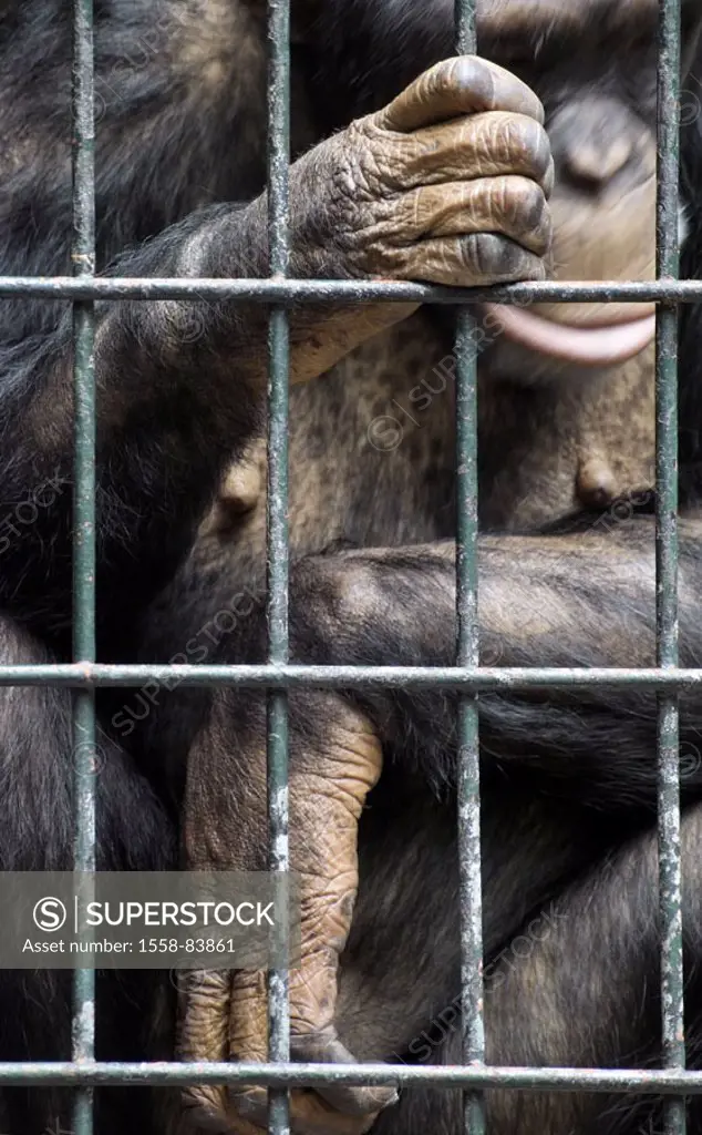 Chimpanzee, cage, bars, detail,   Zoo, animal, , mammal, loneliness, locked up animal husbandry, cage attitude enclosures captivity habitat fences, ha...