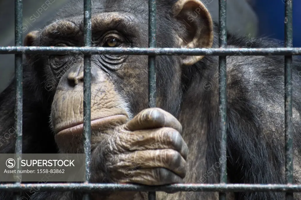 Chimpanzee, cage, bars, portrait,   Animal portrait, zoo, animal, , mammal, locked up, loneliness, animal husbandry, cage attitude, enclosures, captiv...