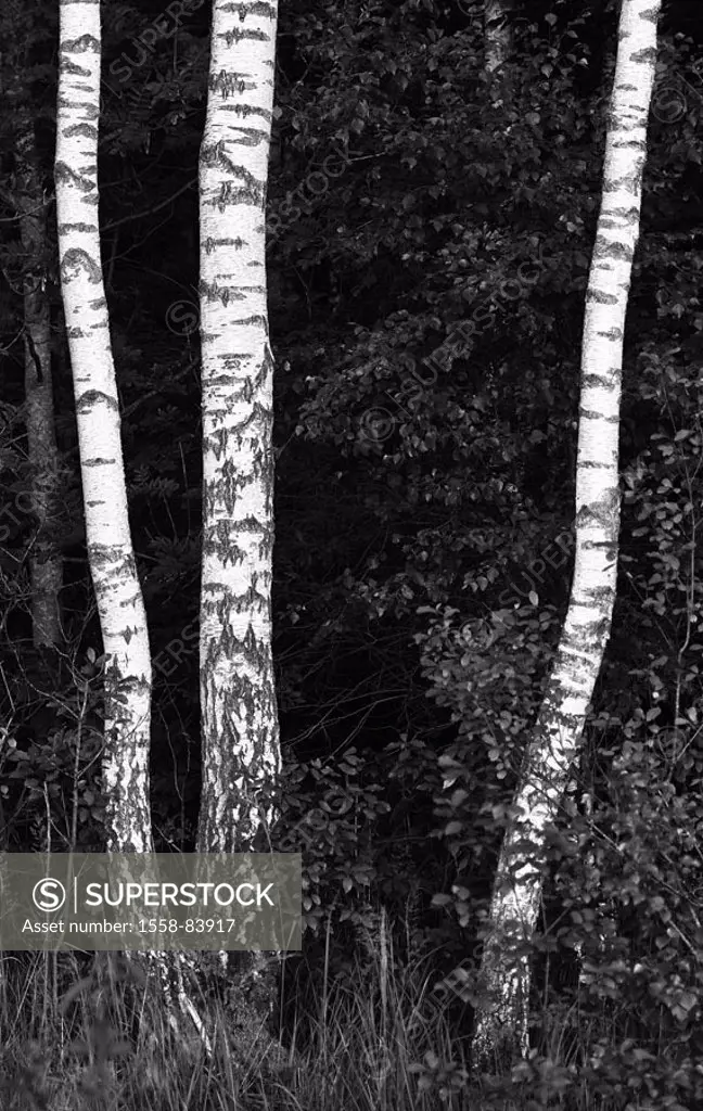 Birch forest, detail, tree-trunks, s/w,   Nature, flora, vegetation, botany, plants, forest, trees, birches, trunks, three, Betula pendula, leaves, fo...