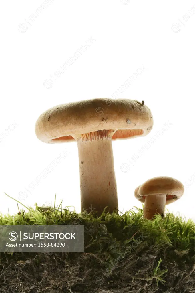 Fungi, Fichtenreizker, Lactarius deterrimus,  Moss   Quietly life, food, plants, food, fungus, edible, food fungus, Reizker, two, Milchlinge, commutat...