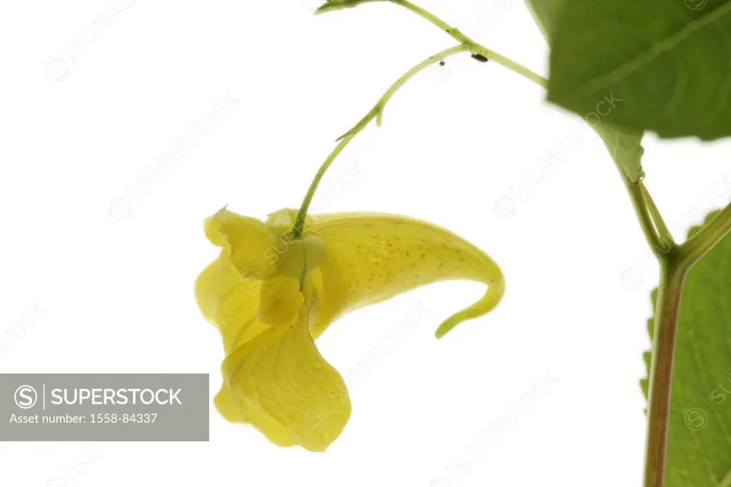 Big touch-me-not, Impatiens noli-tangere,  Bloom, yellow, free plates   Plant, fixed plant, flower, real touch-me-not, balsam weed, detail, neophyte, ...