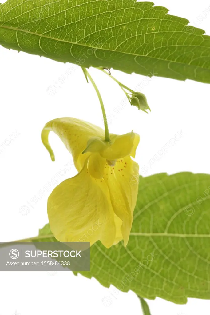 Big touch-me-not, Impatiens noli-tangere,  abandoned, bloom, yellow, free plates   Plant, fixed plant, flower, real touch-me-not, balsam weed, detail,...