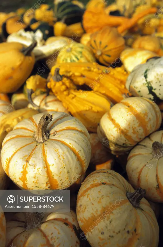 Ornament winter squashes, many, different,  Detail,   Vegetables, winter squashes, ornament, decoration, harvest, thanksgiving, patterns forms colors,...