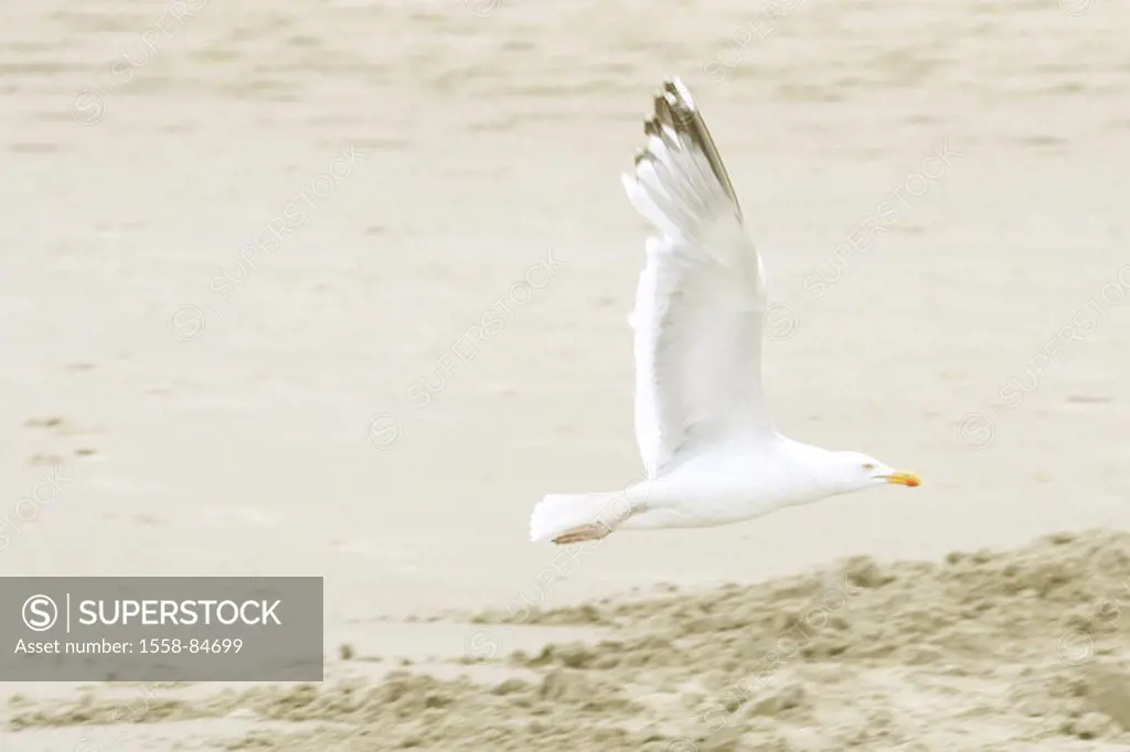 Beach, seagull, flight, side view,   Birds, seagull birds, movement, flie, bird flight, locomotion, sand, sandy beach, coast