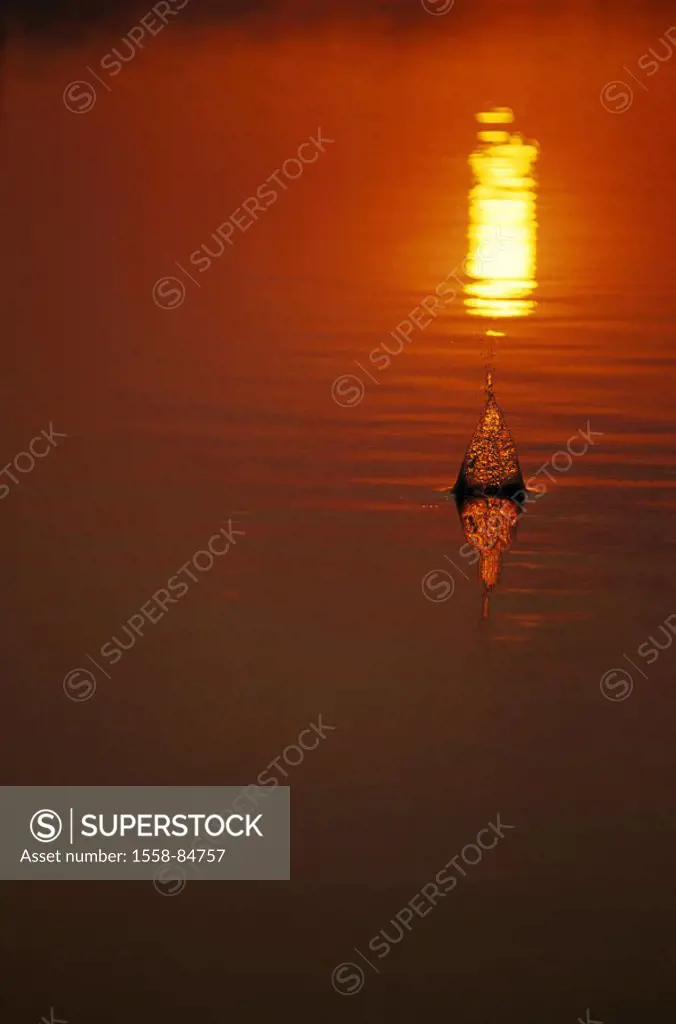 Sea, water surface, reflection,  Water squirts, sunset,   Nature, water, surface, smoothly, silence silence squirts, evening, sunset, mood, concept, r...