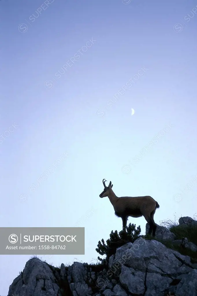 Ledge, chamois, on the side,  Twilight,   Animal, mammal, horn animal, nature, attention, rocks hold lookout, whole bodies, mountains habitat silhouet...