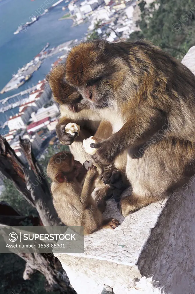 Gibraltar, Upper skirt Nature reserve,  Berber monkeys, Macaca sylvanus, eat,   Europe, Iberian peninsula, law lime rocks, lime rocks, Englische Kronk...