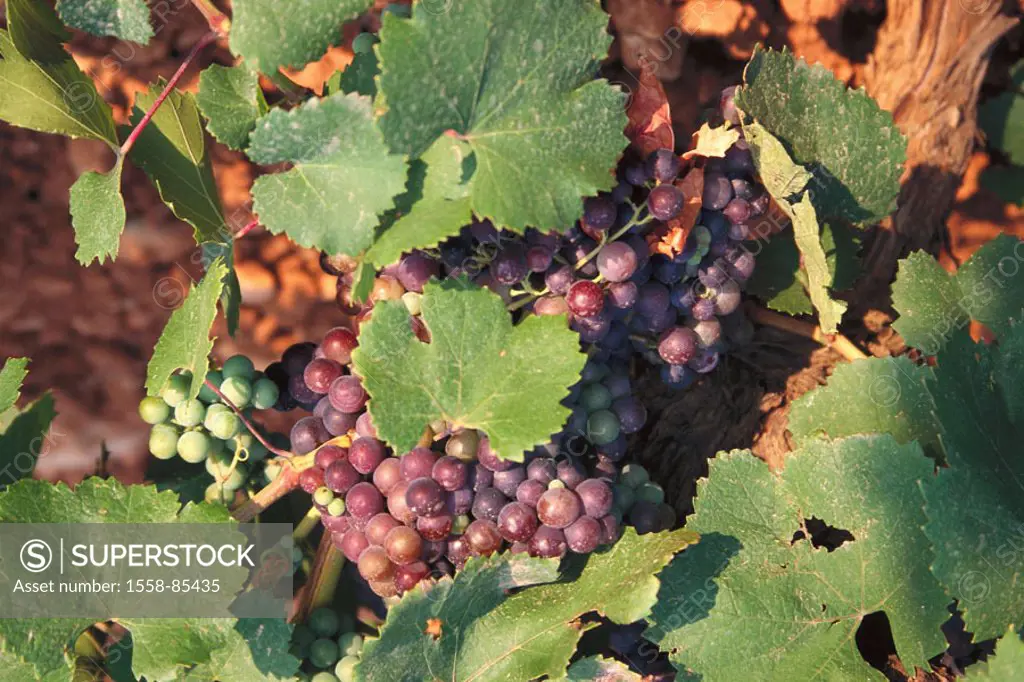 Vine, detail, grapes,    Wine-growing area, wine-growing, cultivation, wine, grapevine, vine, grapes, grape kind, wine kind, fruits, fruit, abandoned,...