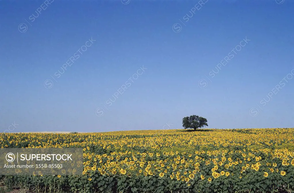 Landscape, sunflower field, tree,    Economy, agriculture, cultivation, field, sunflower cultivation, sunflowers, plants, flowers, useful plants, bloo...