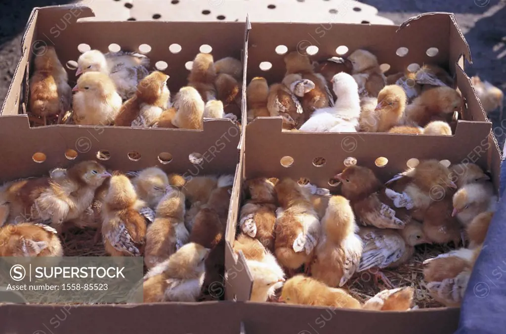 Poland, market, carton, sale, chicks,    Farmer market, small animal market, boxes, poultry, chickens, hen chicks, small, minutely, densely, pushed, f...