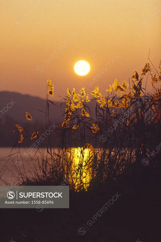 Shores, reed, silhouette,  Sunset,   Nature, sea, plants, grasses, reeds, evening mood, sunset, sun, reflection, water surface, romanticism, silence, ...