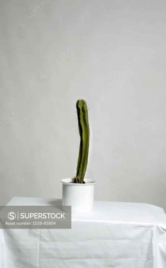 Table, potted plant, column cactus, Cereus spec.,   Plant, room plant, cactus, cactus plant, thorn, concept, meadow, spiky, injury danger, stings, pai...
