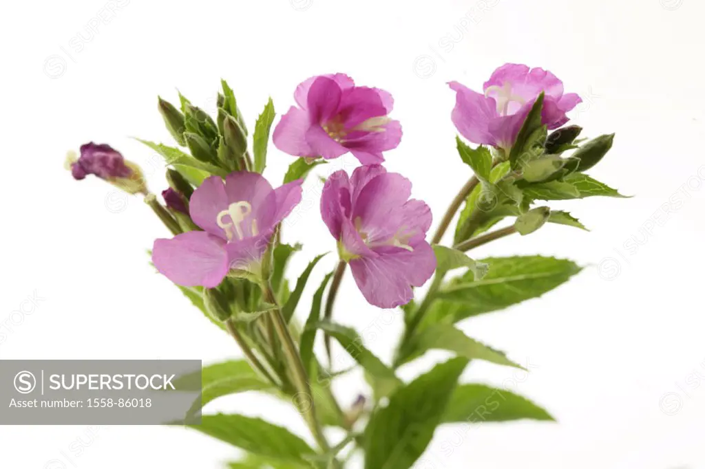 Shaggy rosebay, Epilobium %0Ahirsutum, detail, blooms, pink, %0A%0ABlume, sundrop plant, Rauhaariges rosebay, blooms, petals, pink, abandoned, wild fl...