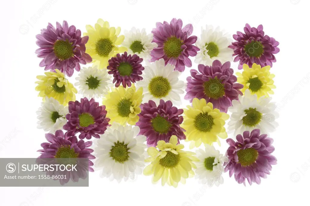 Chrysanthemums, blooms, white, yellow, magenta,  Detail,   Series, flowers, Chrysanthemum indicum, chrysanthemums, composites, ornament flowers, autum...