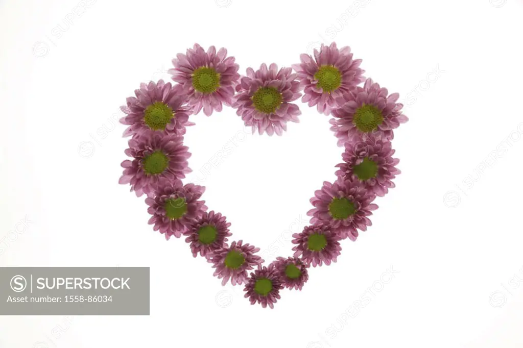Chrysanthemums, blooms, magenta,  Order, heart form,   Flowers, Chrysanthemum indicum, chrysanthemums, composites, ornament flowers, autumn flowers, f...