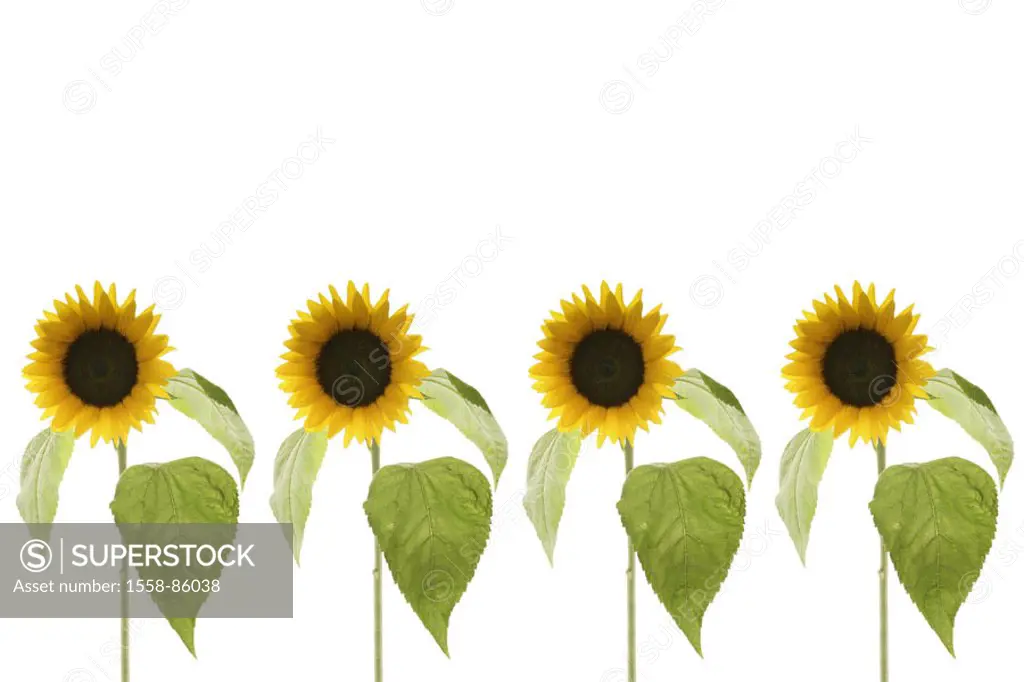 Sunflowers, Helianthus spec.,  Row,  M Series, plants, flowers, inflorescences, composites, ornamental plants, useful plants, blooms, petals, yellow...