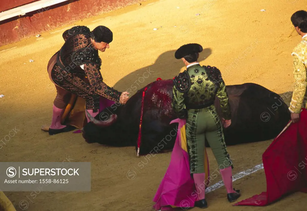 Spain, Valencia, bullring, Torero, Helpers, bull, spears, bleeds, neck push, , Series, sight, tradition, attraction, traditions, show fight, arena, bu...
