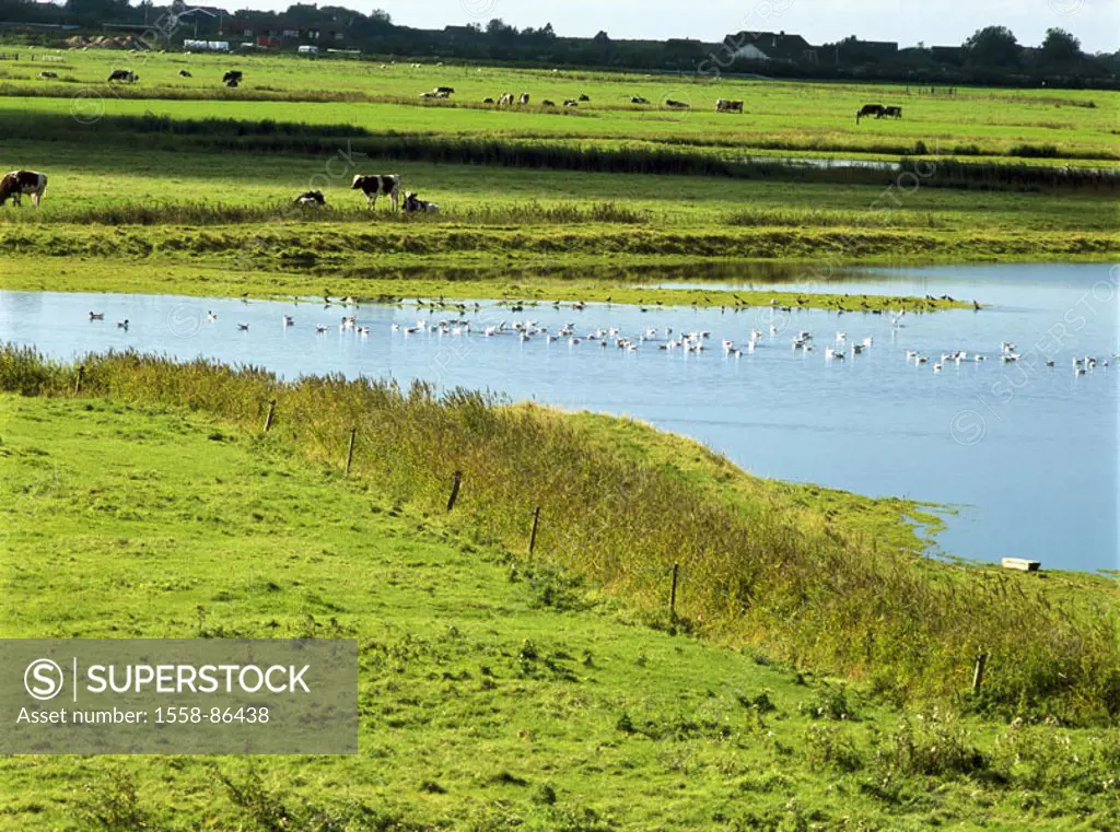 Germany, Schleswig-Holstein, Saint  Peter Ording, waters, waterfowls, Meadows, cows, summer,  Northern Germany, North Frisian islands, North frieze co...