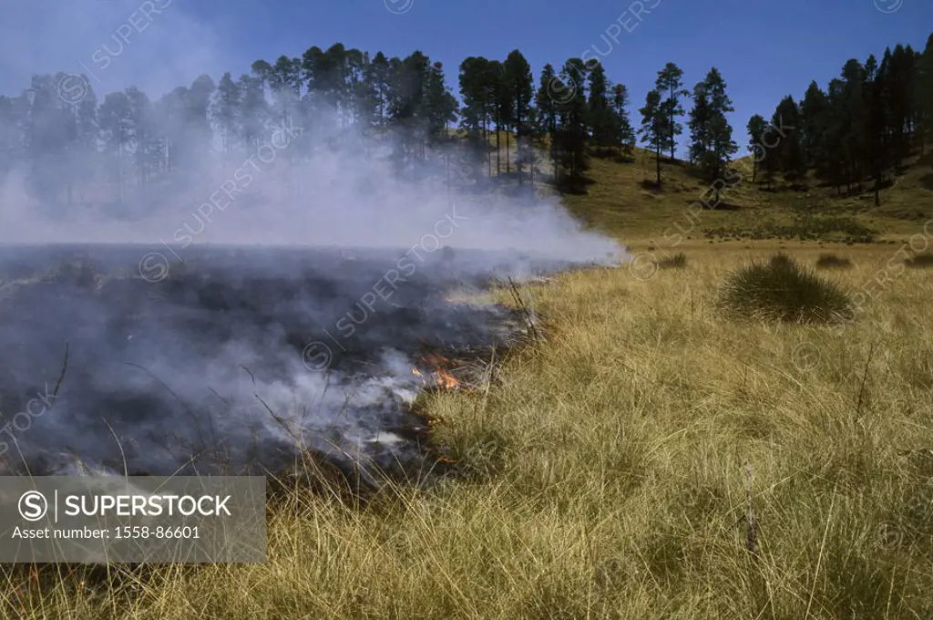 Mexico, edge of the forest,   Central America, landscape, forest fire, grasses,  Surface fire, fire, fires, flames, catastrophe,  Eco-catastrophe, env...