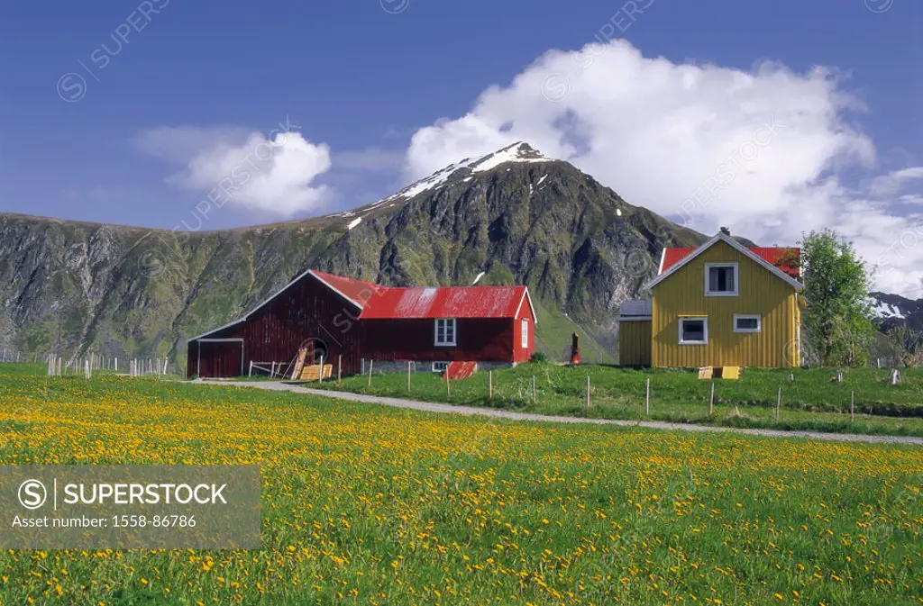 Norway, Lofoten, landscape,  Flower meadow, mountains, residences,   Scandinavia, vegetation, botany, meadow, flowers, blooms, yellow, season, spring,...
