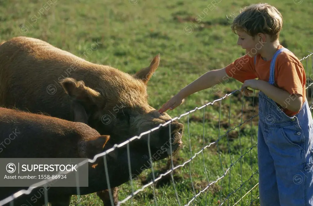 Meadow, boy, fence, stand, pigs,  caresses,   Child, 6-10 years, overalls, pasture, animals, farm animals,  Touch, symbol, agriculture, animal husband...