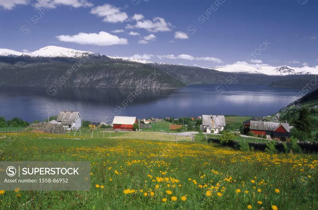Norway, Sogn of og Fjordane,  Gloppenfjord, shores, houses,   Scandinavia, west Norway, nature, landscape, fjord shores, residences, typically, idylls...