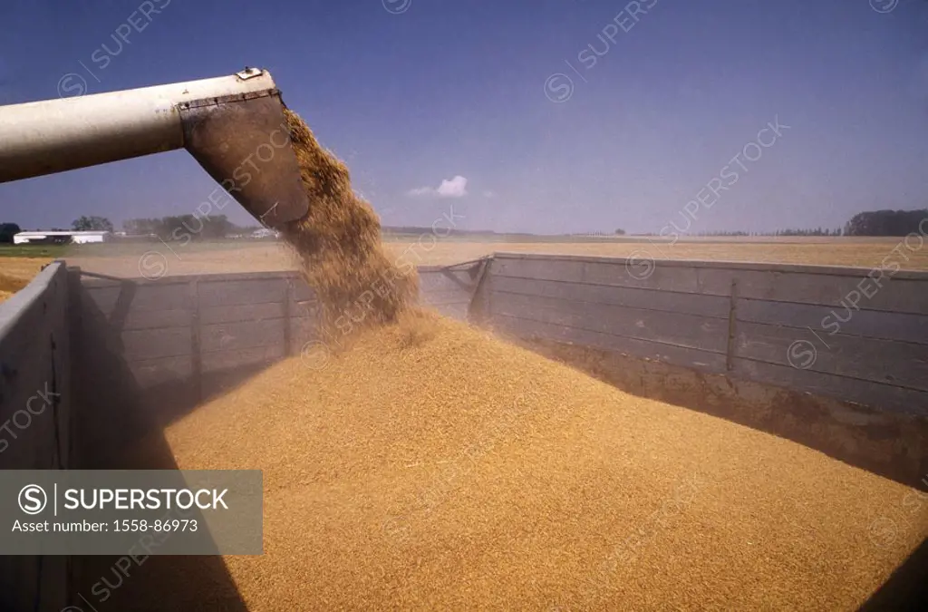 Grain field, harvesters, wheat,  Trucks, loads, detail,   Grain field, cultivation, wheat, wheat field, grains, harvest,  Grain harvest, harvesters, m...