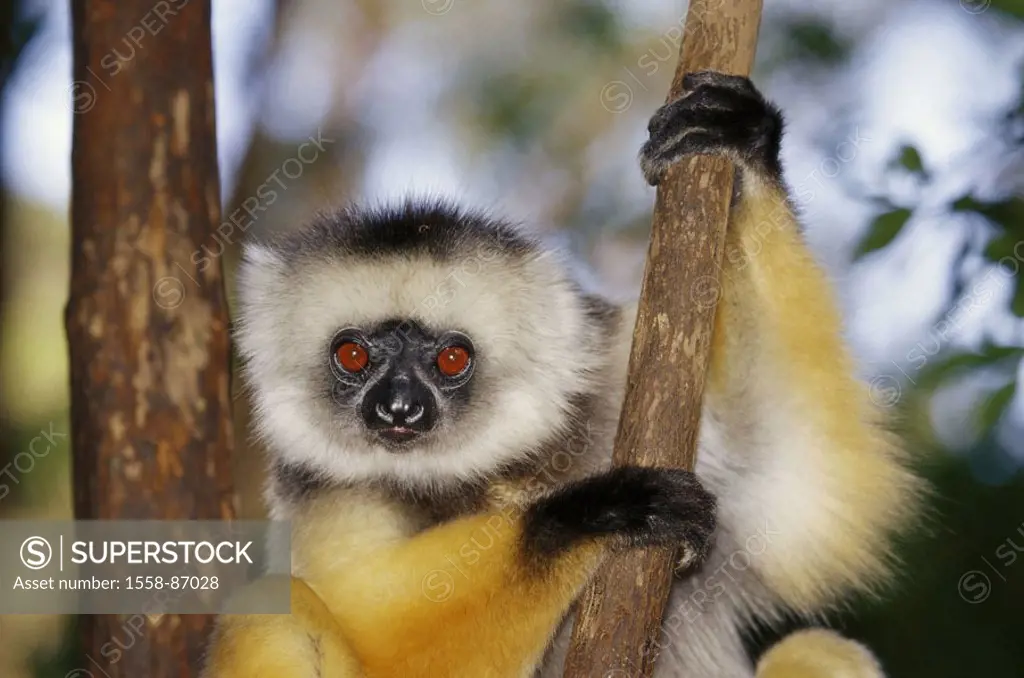 Madagascar, Diademsifaka,  Propithecus diadema, portrait,   Wilderness, wildlife, Wildlife, wild animal, mammal, half monkey, Indriartige, Lemuren, Si...