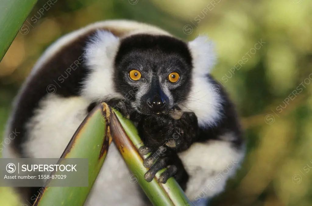 Madagascar, Vari, Lemur variegatus,  Vigilance,   Wildlife, wilderness, Wildlife, wild animal, animal, mammal, primates, primates, half monkey, Lemur,...