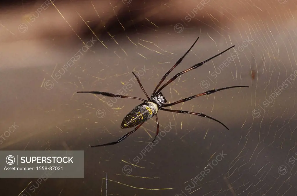 Madagascar, cobweb, Seidenspinne,  Nephila madagascariensis,   Spider tissue, network, cobwebs, Spinnfäden, net, animal, arachnid, spider, silk spider...