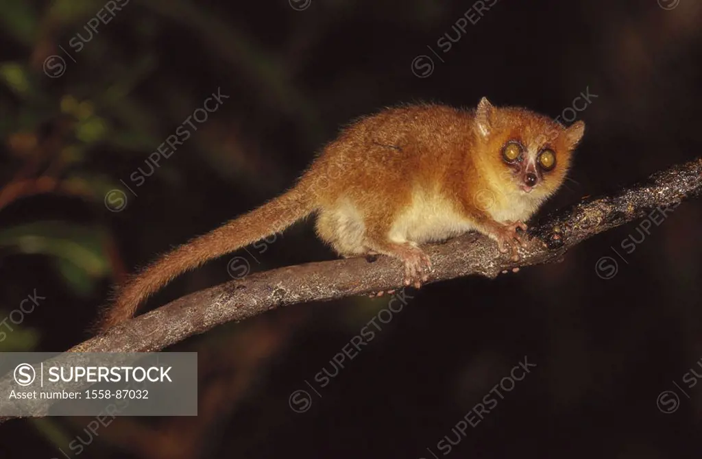 Madagascar, Mausmaki, Microcebus  murinus, vigilance, on the side,   Wildlife, wilderness, Wildlife, animal, mammal, primate, half monkey, Maus-Maki, ...