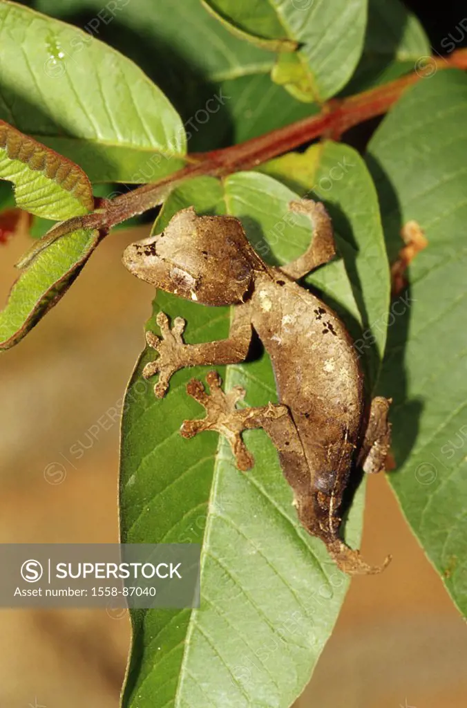 Madagascar, Stummelschwanzgecko, , Uroplatus ebenaui, branch, abandoned,   Wildlife, Wildlife, animal, reptile, lizard, Gekkonidae, Gecko, Haftzeher, ...