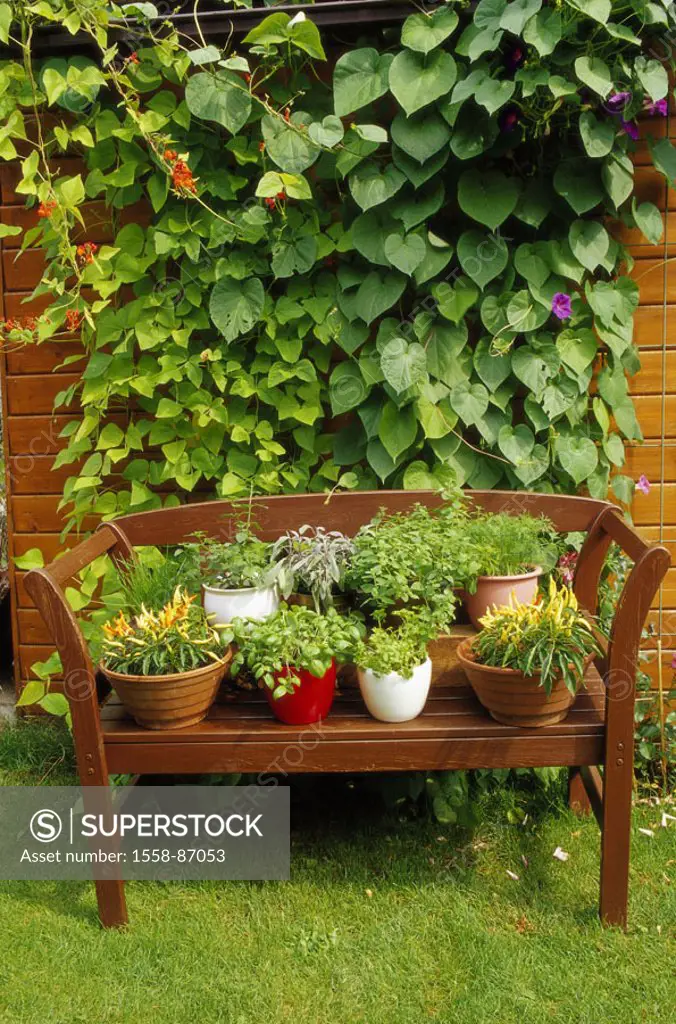 Garden, wood bank, flowerpots, Herbs, different,   Series, garden bank, garden herbs, herbs, herbs, seasoning herbs, newly, nature, color, green,