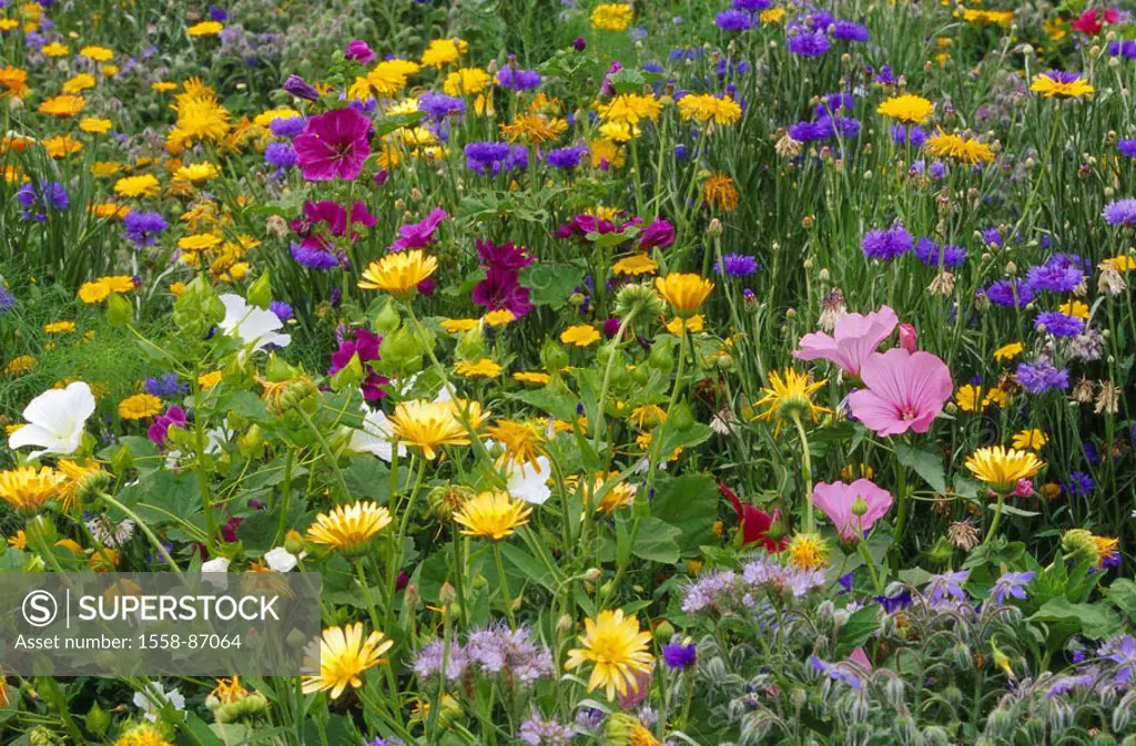 Summer flower meadow, detail,    Meadow, flower meadow, flowers, blooms, colorfully, colored,  Prime, nature, summery,