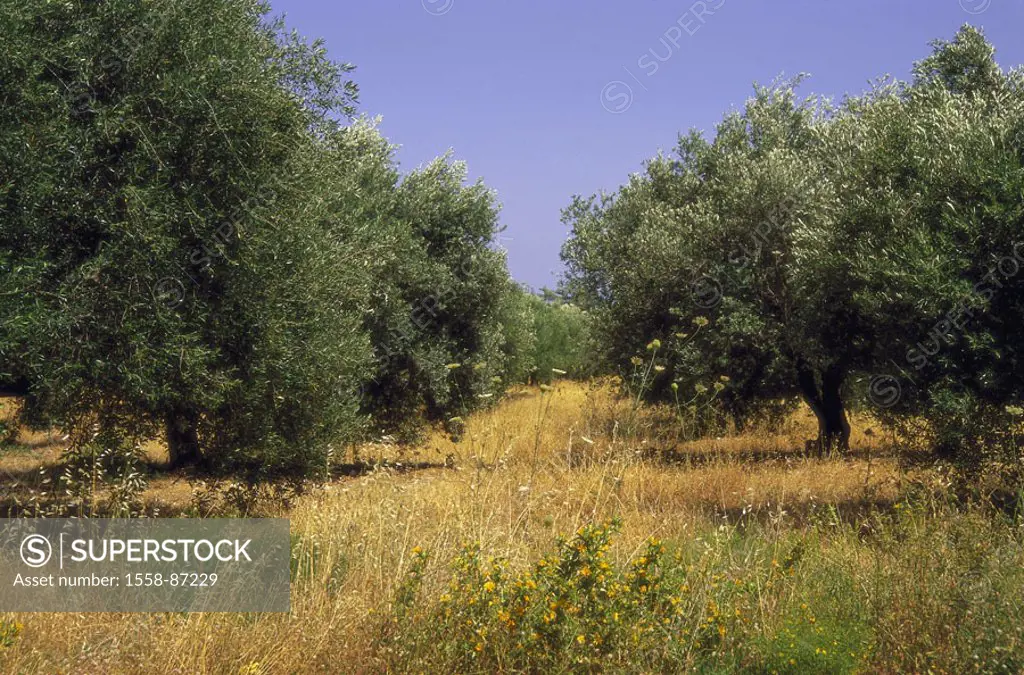Greece, island Rhodes, draws near Psinthos, landscape, Olivenhain,   Dodekanes, Mediterranean island, hill landscape, cultivation,  Olive trees, olive...
