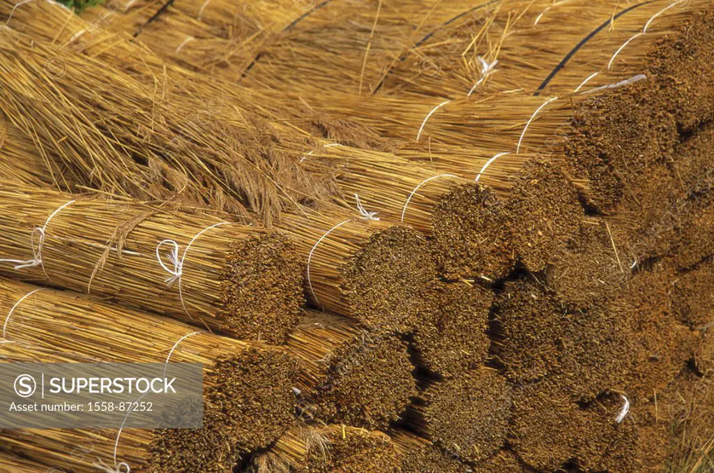 Reed, focused, stacked,  Detail,   Series, Reet, reed, grasses, Phragmites communis, bundle, stack, tied up stacked, quietly life, fact reception, con...