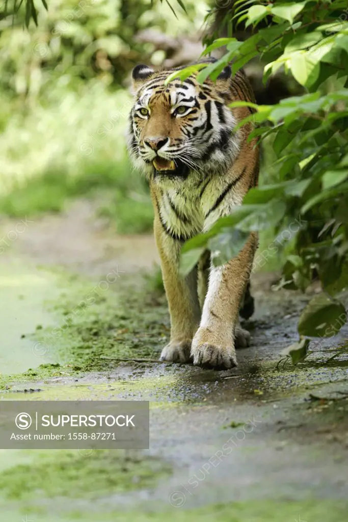 Siberian tiger, Panthera Tigris altaica,    Series, nature, wildlife, animal, mammal, carnivore, predatory cat, big cat, Neofelis, Amurtiger, going, s...