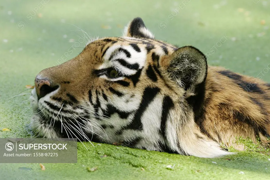 Siberian tiger, Panthera Tigris altaica,  Profile, pond, algae, bathes,   Series, nature, wildlife, animal, mammal, carnivore, predatory cat, big cat,...