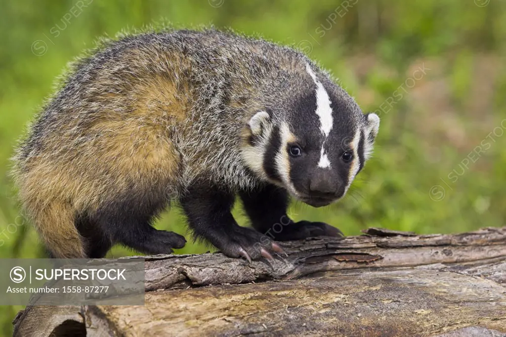 Silver badger, Taxidea taxus, young,  Log,  Nature, fauna, wild animal, mammal, American badger, young, curiously, attention,  American Bagder,