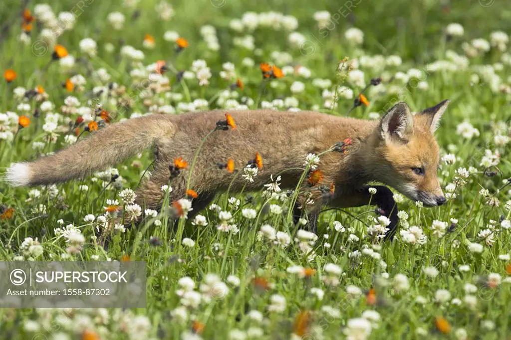 Flower meadow, Rotfuchs, Vulpes vulpes,  Young, on the side,   Nature, fauna, animal, mammal, wild animal, carnivore, fox, young, puppy, animal child,...