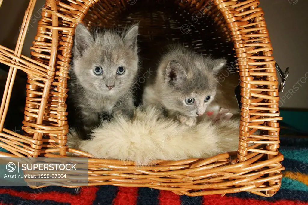 Cat basket, kittens, two,    Animals, mammals, pets, cats, young, 6 weeks old, fur, fur color, gray, cute, small, animal children, in pairs,